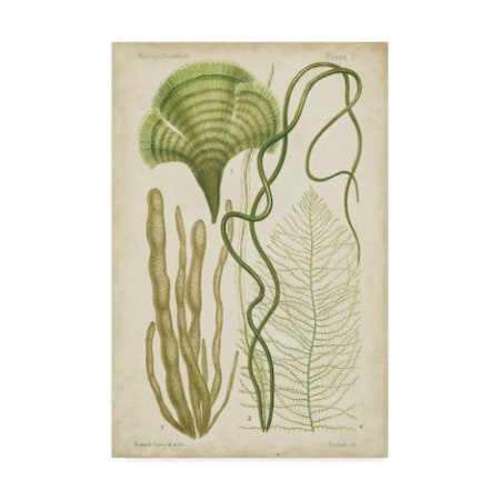 Vision Studio 'Seaweed Specimen In Green Ii' Canvas Art,12x19